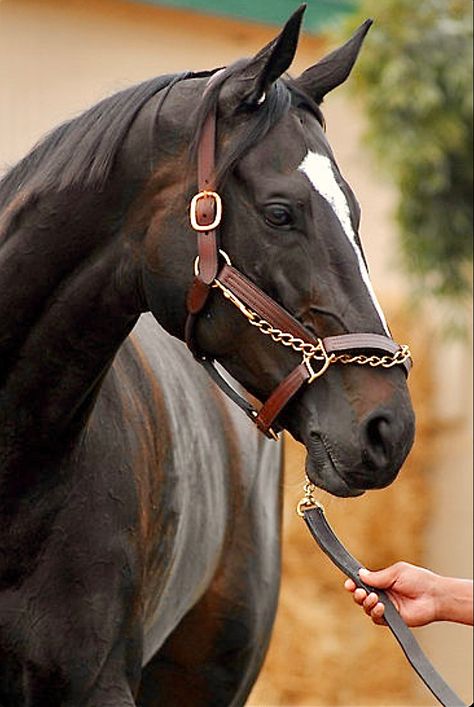 Standardbred Racing, Sam Hall, Famous Horses, Thoroughbred Racehorse, American Pharoah, Ky Derby, Sport Of Kings, Akhal Teke, Animal References