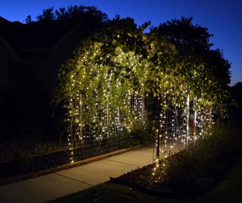 Garden Tunnel, Outdoor Yard Ideas, Arbor Bench, Flower Fairy Lights, Grape Arbor, Park Ideas, Light Tunnel, Metal Pergola, Christmas Light Displays