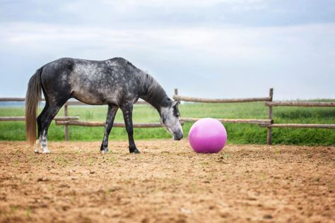 Horse Bonding, Senior Horse Care, Horse Activities, Horse Age, Horse Ownership, Bareback Riding, Horse Lessons, Horse Exercises, Horse Games