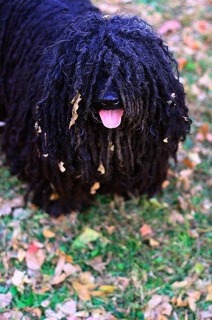 Hungarian Puli Hungarian Puli, Mop Dog, Puli Dog, Hungarian Dog, Top 10 Dog Breeds, Herding Dogs, Dog Furniture, Central Asia, Black Dog