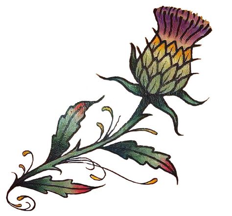 American Traditional Thistle Tattoo, Celtic Thistle Tattoo, Small Scottish Tattoo, Thistle Tattoo Design, Traditional Thistle Tattoo, Thistle Aesthetic, Flower Ornamental Tattoo, Irish Thistle, Colorado Flowers