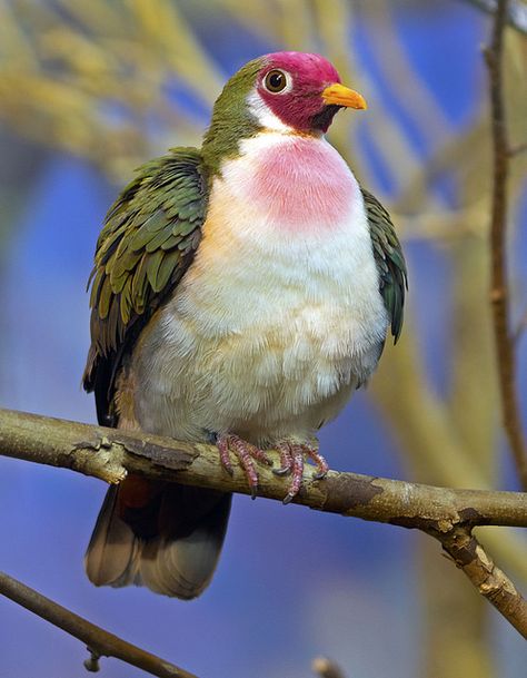 Fruit Dove, Wildlife Biologist, World Birds, Pigeon Pose, Exotic Birds, Tropical Birds, Animal Sketches, Bird Pictures, Cute Animal Photos