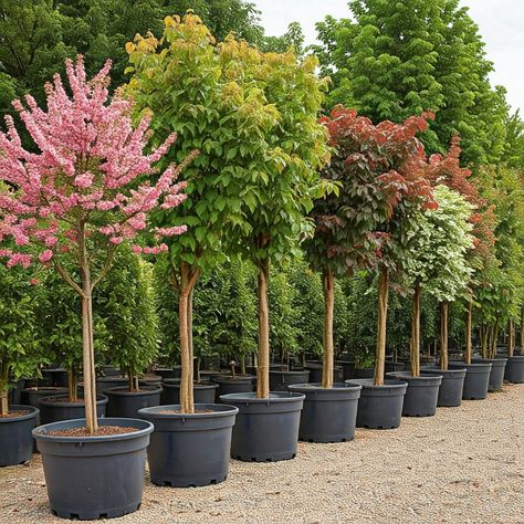 Choosing The Right Sized Pot: The Benefits Of 25 Gallon Pots For Trees Deck Trees In Pots, Trees In Pots Outdoors Uk, Potted Trees Patio, Watering Trees, Cottage Garden Sheds, Trees In Pots, Tree Pot, Tree Growth, Planting Trees