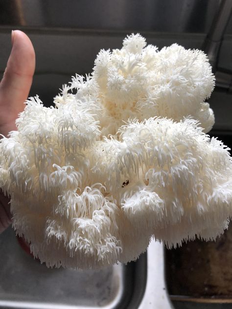 Outdoor cultivation of Lion's Mane mushrooms on a hardwood log Lions Mane, Mushroom Cultivation, Lions Mane Mushroom, Lion's Mane, Black Truffle, Lion Mane, Beatrix Potter, Grow Your Own, Explore The World