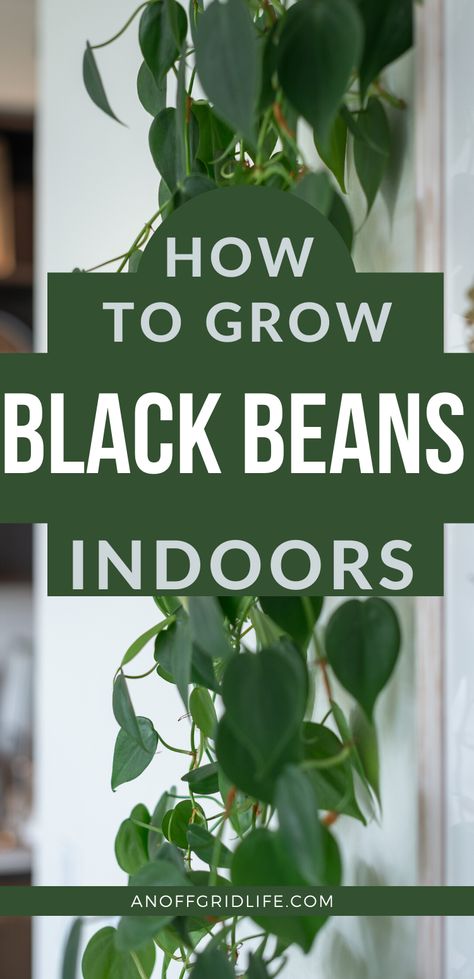 How To Grow Beans, Growing Kidney Beans, Grow Black Beans, Shade Vegetables, Propogating Plants, Bean Garden, Growing Green Beans, Indoor Farming, Indoor Vegetables