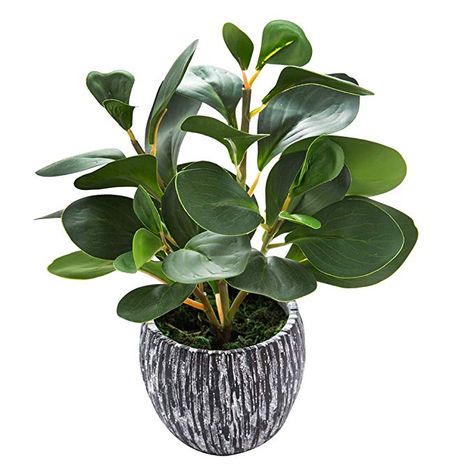 AmazonSmile: AlphaAcc Mini Potted Artificial Plants Real Looking Plastic Fiddle Leaf Fig Plant with Rustic Black Cement Planter for House Office Desk Decor: Home & Kitchen Small Bathroom Countertop, Fig Tree Plant, Fiddle Leaf Fig Plant, Modern Boho Bedroom, Fig Plant, Artificial Topiary, Ficus Lyrata, Fiddle Leaf Fig Tree, Cement Planters