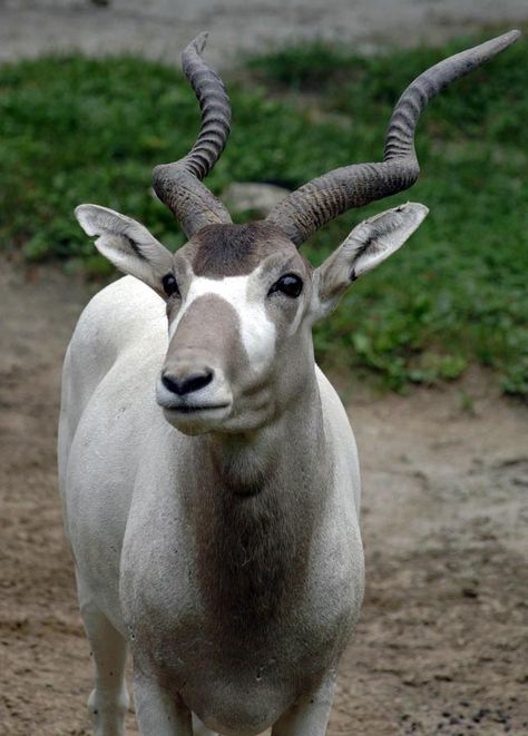 Addax Antelope, Animals And Their Habitats, Caring For Animals, Brookfield Zoo, Tropical Animals, Rare Species, Animal Nails, Useful Information, Pretty Animals