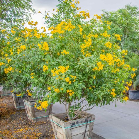 Yellow Bells | Shrubs | Moon Valley Nurseries Yellow Bell Flowers, Yellow Trumpet Flower, Low Maintenance Shrubs, Trumpet Flower, Desert Landscapes, Beautiful Yards, Fast Growing Plants, Evergreen Shrubs, Tropical Landscaping