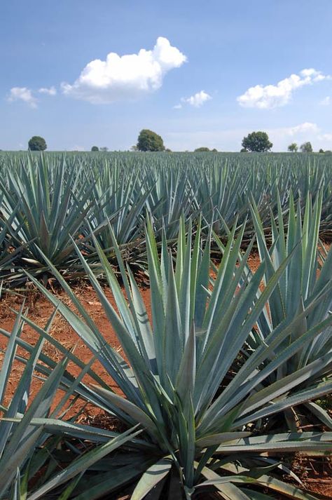 Agave Aesthetic, Tequila Plant, Tulum Party, Agave Field, Tequila Mexico, Blue Agave Plant, Tequila Agave, Texas Plants, Agave Plants