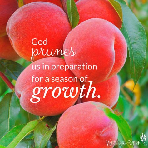 God prunes us in preparation for a season of growth Bible Meaning, In His Presence, Inspirational Messages, Scripture Art, Spiritual Life, Amazing Grace, Inspirational Message, Spiritual Growth, Old Pictures