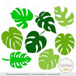 Palm Leaf Plant, Leaf Svg, Silhouette Cameo 4, Paper Leaf, Fiesta Tropical, Tropical Palm Leaves, Paper Leaves, Image Svg, Leaf Template