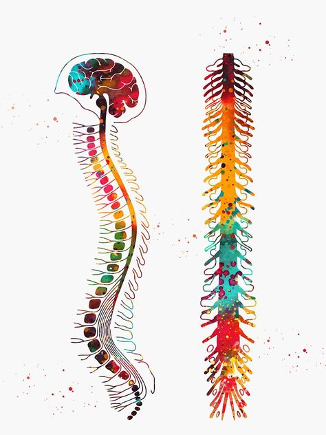 "Brain with spinal cord" Sticker by erzebetth | Redbubble Spine Design, Spinal Chord Art, Spinal Cord Shirt, Brain And Spinal Cord Drawing, Brain And Spinal Cord, Spinal Cord Diagram, Medical Logos Inspiration, Chiropractic Art, Medical Office Decor