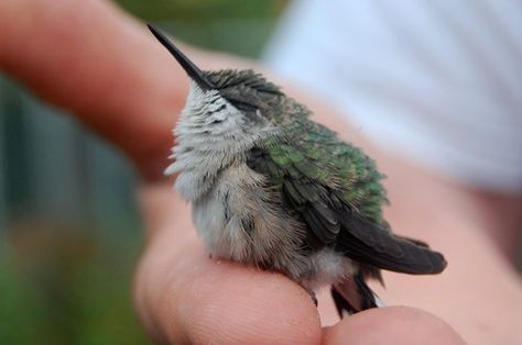 A young hummingbird #cute #squee Baby Hummingbirds, Hummingbird Pictures, Kinds Of Birds, Little Birds, Small Birds, Sweet Animals, Wild Birds, Beautiful Creatures, Beautiful Birds