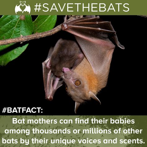 Bats across North America will be having their pups this month. In celebration we have a special bat fact! #BatFact #BatBabies #SAVETHEBATS #Bats #Pups #Science #Environment #Conservation Environment Conservation, Bat Facts, Bat Species, Bat House, Fruit Bat, Animal Guides, Creatures Of The Night, Science Biology, Animal Facts