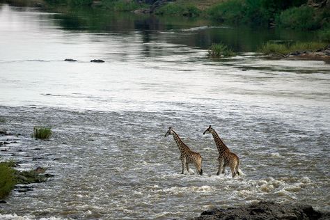 10 Things to do in Richards Bay Leopard Tortoise, Wetland Park, Kwazulu Natal, Caravan Park, Tug Boats, Game Reserve, Picnic Area, Nature Reserve, Sandy Beaches