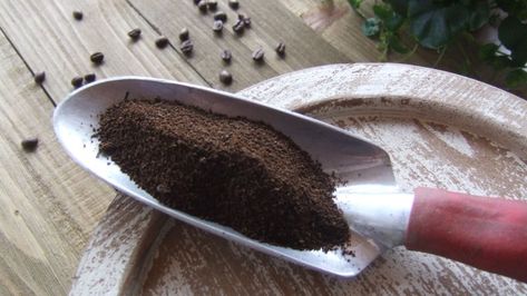 Coffee Grounds In The Garden, Coffee Grounds For Plants, Growing Tomatillos, Chinese Mustard, Compost Tumbler, Acid Loving Plants, Asparagus Fern, Uses For Coffee Grounds, Soil Testing