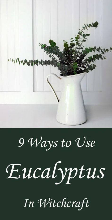 Eucalyptus and Witchcraft: 9 Ways to Use It - Moody Moons Eucalyptus Witchcraft Uses, Eucalyptus Meaning Witchcraft, Eucalyptus Magical Properties, Witchy Ideas, Witchcraft Altar, Traditional Witchcraft, Healing Salves, Fresh Eucalyptus, Dried Eucalyptus