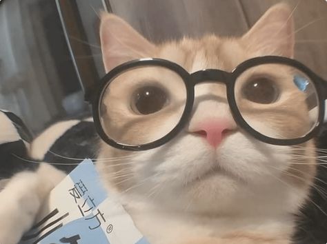 Cat Wearing Glasses, Cat With Glasses, Cute Nerd, Cat Profile, Cat Glasses, Silly Cats Pictures, Cute Cats Photos, Cat Icon, Wearing Glasses