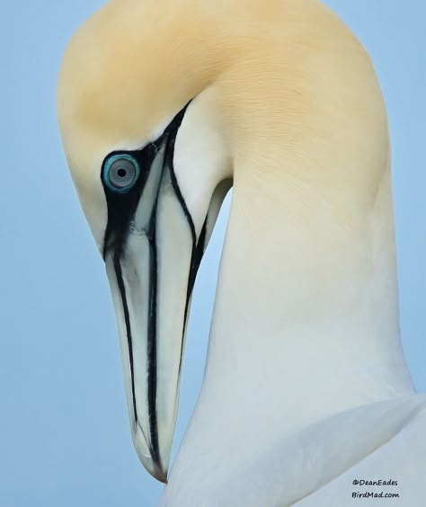 Gannet Bird, Water Birds, Animal Reference, White Horses, White Bird, Bird Pictures, Exotic Birds, Sea Birds, Bird Photo