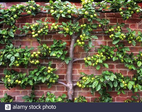 Download this stock image: Espaliered apple tree in a formal English walled kitchen garden, England, UK - 2BJCP6W from Alamy's library of millions of high resolution stock photos, illustrations and vectors. Formal English, Espalier Fruit Trees, Fruit Tree Garden, Flower Trellis, Smart Garden, Fast Growing Trees, Ornamental Trees, Wall Garden, Deciduous Trees