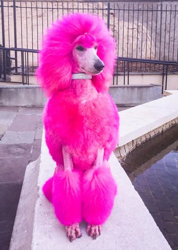 The famous and fabulous "Maddy" Dog Hair Dye, Dog Dye, Poodle Puppy Standard, Creative Grooming, Poodle Grooming, Pink Poodle, Pink Animals, Poodle Puppy, Standard Poodle