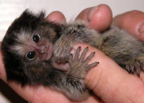 Monkeys For Sale, Finger Monkey, Pygmy Marmoset, Marmoset Monkey, Tiny Monkey, Small Monkey, Pet Monkey, Wildlife Habitat