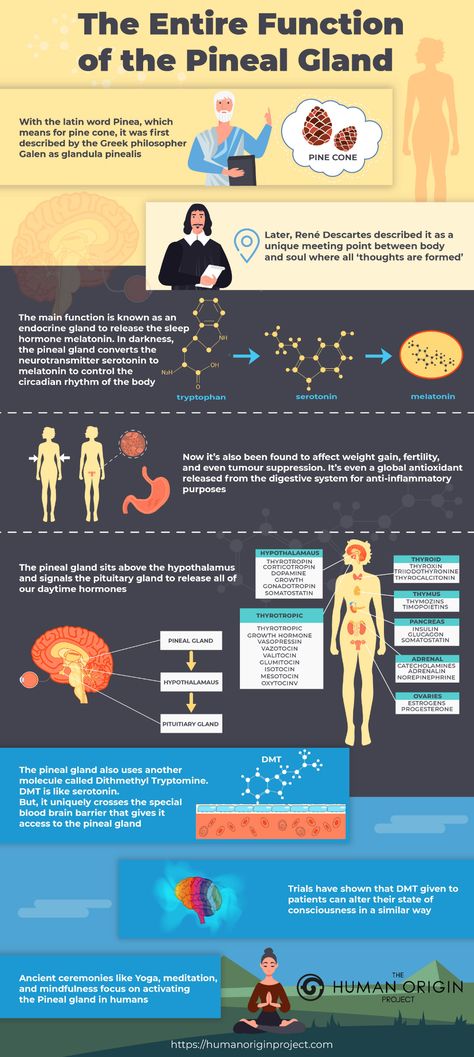 20 Ways to Heal Pineal Gland Calcification & Open the Third Eye Pineal Gland Facts, Open The Third Eye, Pituitary Gland, Pineal Gland, The Third Eye, Meditation Benefits, Endocrine System, Circadian Rhythm, Sleep Pattern