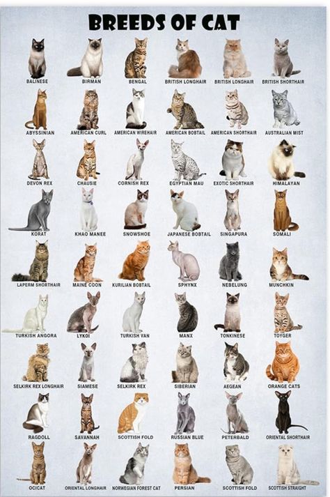 Types Of Cats Breeds, Cat Breeds List, Cat Breeds Chart, Breeds Of Cats, Black Cat Breeds, Toyger Cat, Different Types Of Cats, Cat Races, All Cat Breeds