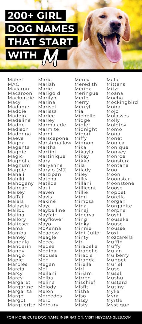 M Names For Girls, Cocker Spaniel Names, Cat Names Girl, Puppy Names Unique, Dog Names Girl, Unique Dog Names, Most Popular Dog Names, Girl Cat Names, Popular Dog Names