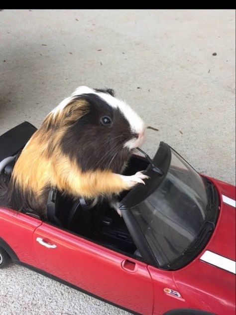 Guinea Pig In Sports Car - (buzzfeed) Guinea Pig Costumes, Guine Pig, Kitten Eyes, Animal Sketch, Barbie Car, Baby Guinea Pigs, Pet Guinea Pigs, Guinea Pig Care, Cute Guinea Pigs