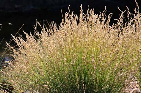 Bouteloua Gracilis, Grass Ornamental, Drought Tolerant Grass, Texas Plants, Texas Native Plants, Water Wise Plants, Perennial Grasses, Ornamental Grass, Meadow Garden