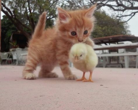 Pet Ducks, Cute Ducklings, Cute Small Animals, Baby Chickens, Super Cute Animals, Pet Chickens, Silly Animals, Cute Animal Photos, Sweet Animals