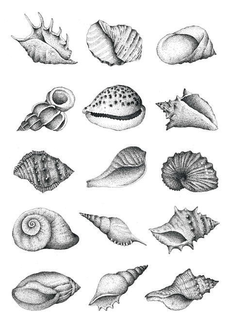 Shell Drawing, Seashell Tattoos, Shell Tattoos, Sea Tattoo, Stippling Art, Theme Tattoo, 흑백 그림, White Tattoo, Stippling