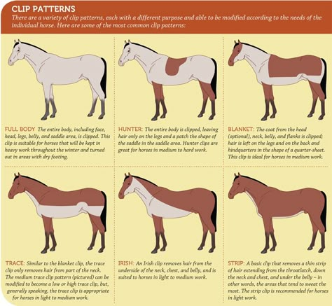 Horse clip style chart and instructions Horse Braiding, Horse Information, Horse Exercises, Horse Facts, Horse Clipping, Horse Info, Horse Anatomy, Horse Dressage, Types Of Horses