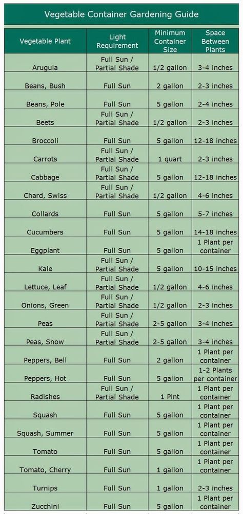 Patio Gardening 101 Vegetables In Containers, Gemüseanbau In Kübeln, Different Types Of Plants, Green Acres, Garden Veggies, Gardening 101, Have Inspiration, Container Gardening Vegetables, Planting Vegetables