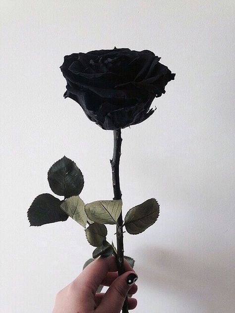 Black Rose Fotografi Kota, Dear Evan Hansen, Black And White Aesthetic, Tumblr Wallpaper, Happy Colors, American Horror, White Aesthetic, Horror Stories, Grunge Aesthetic