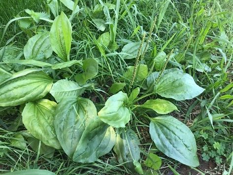 Plantago major (broadleaf plantain, white man's foot, or greater plantain) is a species of flowering plant in the plantain family Plantaginaceae. The plant is native to most of Europe and northern and central Asia, but has widely naturalised elsewhere in the world. (Source: Wikipedia, '', http://en.wikipedia.org/wiki/Plantago_major, CC BY-SA 3.0 . Photo: (c) lemonsnapp, some rights reserved (CC BY)) Broadleaf Plantain, Plantago Major, Photo C, Wilderness Survival, Central Asia, The Plant, Grape Vines, Planting Flowers, Lawn