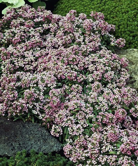 Fall Flowers Landscape Yard, Sweet Alyssum, Patio Inspiration, Winter Plants, Spring Plants, Patio Plants, Family Garden, Organic Gardening Tips, Winter Flowers