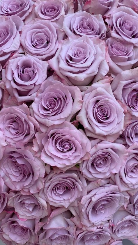 Roses Wedding Decor, Roses Bunch, Purple Roses Wallpaper, Roses Vase, Wedding Roses, Shabby Chic Flowers, Lilac Roses, Rose Images, Roses Wedding