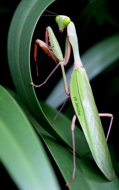 Spiny Flower Mantis, Pray Mantis, House Gecko, Mantis Insect, Flower Mantis, Mantis Tattoo, Orchid Mantis, Into Video, Mantis Shrimp