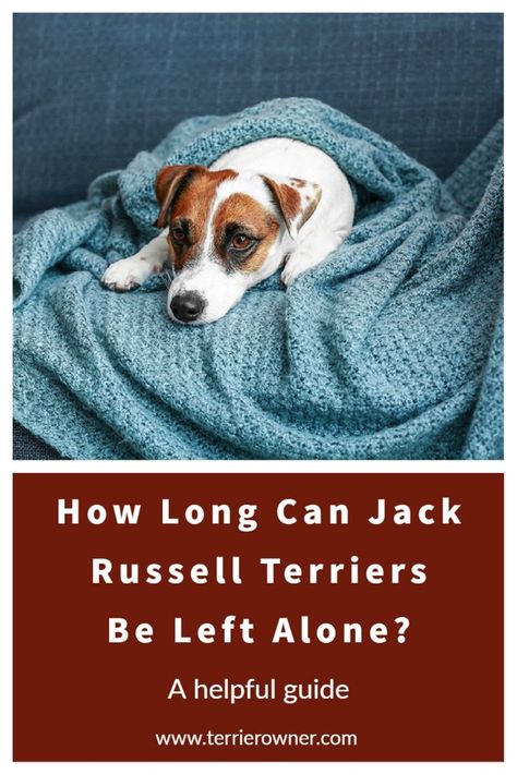 Jack Russell Terriers, Jack Russells, What Dogs, Left Alone, Russell Terrier, Jack Russell Terrier, Jack Russell, Puppies, Canning