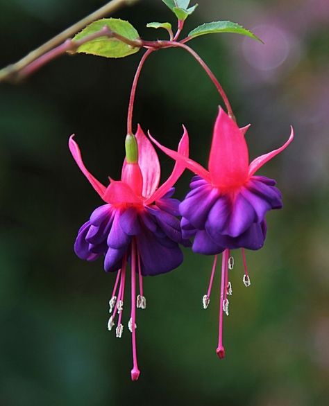 Fuchsia Flower, Fairies Dancing, Fuchsia Flowers, Unusual Flowers, Beautiful Flowers Garden, Exotic Flowers, Flowers Nature, Flower Pictures, Tropical Flowers