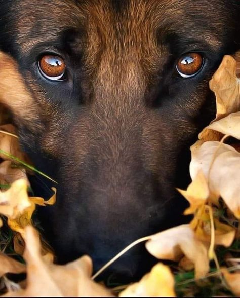 German Shepherd Photography, Animals Memes, German Shepherd Photos, Regard Animal, German Sheperd Dogs, Malinois Dog, Dog German, Black German Shepherd, Dog Photoshoot