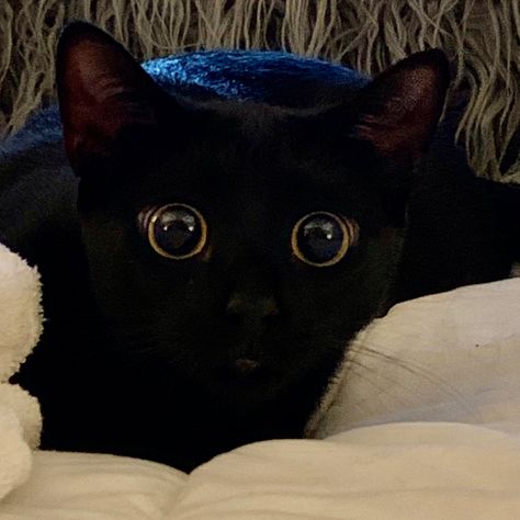 Black kitten big eyes. Cat Big Eyes, Black Cat With Big Eyes, One Eyed Black Cat, Big Eyed Animals, Black Cat With Orange Eyes, Black Cat Yellow Eyes, Black Cats Green Eyes Aesthetic, Cats With Big Eyes, Black Kitten