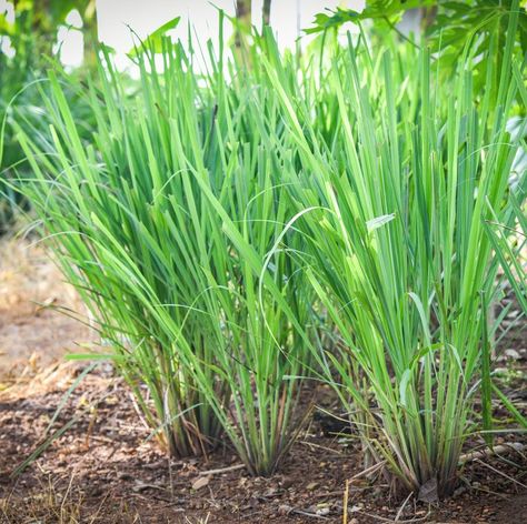 Plants To Repel Bugs, Lemon Grass Plant, Lemongrass Plant, Plants That Repel Bugs, Catnip Plant, How To Grow Lemon, Peppermint Plants, All Natural Cleaners, Lemon Bar