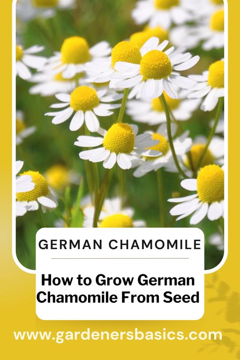 How to Grow German Chamomile From Seed How To Grow Chamomile From Seed, How To Plant Chamomile Seeds, German Chamomile Plant, Grow Chamomile, Chamomile Growing, German Chamomile, Herb Seeds, Food Garden, Medicinal Herbs