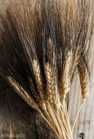 Blackbeard Wheat 34in 4 oz. Bunch Natural Wheat Bundle, Wheat Wedding, Black Beard, Black Beards, Wheat Grass, Flower Ideas, Dried Flower Arrangements, Holy Communion, How To Preserve Flowers