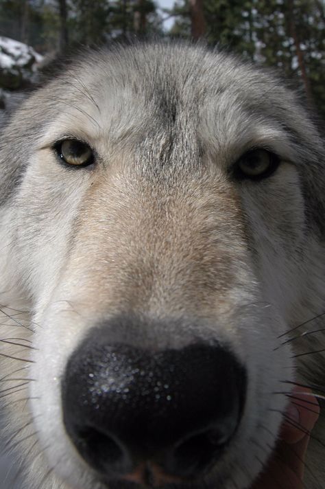 Emergency Wolf on Twitter: "Boop. https://t.co/GB56YdX3SY" Wolf Meme, Werewolf Aesthetic, Maned Wolf, Wolf Pictures, Beautiful Wolves, Silly Dogs, Silly Animals, Wolf Dog, Husky Dogs