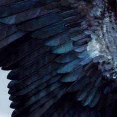 Grace | Which name would be your fantasy name? - Quiz Green Wings Aesthetic, Obsidian Aesthetic, Green Wing, Dark Wings, Wings Art, Angel Aesthetic, Blue Wings, Feather Wings, Green Bird