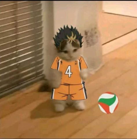 Noya Haikyuu, Standing Cat, Cat Standing, Pop Cat, Anime Kitten, Anime Cats, Anime Muslim, Haikyuu Funny, Cat Meme